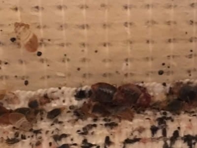 Quels produits professionnels contre les insectes de lit ?