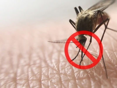 Eloigner les moustiques et autres insectes volants