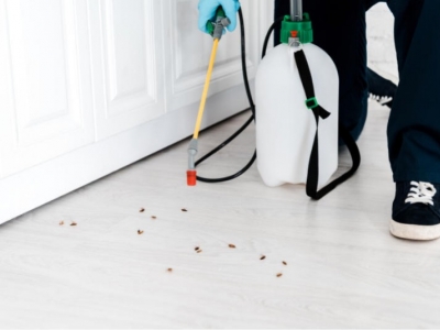 Eliminer les insectes rampants avec des produits professionnels